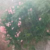sandrinecousin4