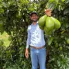 Abacateiro Frutas e Mudas