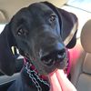 sadiethegreatdane