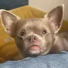 chihuahuas_of_kent