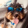 harrybernedude