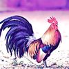 punky_rooster