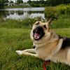 german_shepherd.life