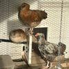 littlewrightfarm