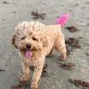 thefrankiethecavapoo