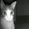 everythingispurpl