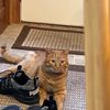 3legged_cat_mom