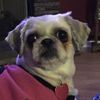 mia_53puppylove