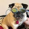 buddy_the_puggy