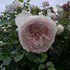 oana3075