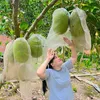 nguyentien10