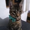 jojo_cat1308