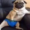 zaxikos