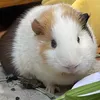 Syrupguineapig🐽