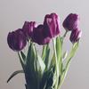 purpletuliips