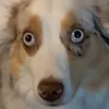 aksanns