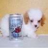smallestpoodle4u