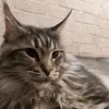 mainecoon_canal