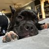 pocketbullykarma