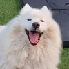 thunder_the_samoyed