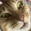 littlebigrie