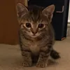 tinktok_1