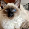 April Sapphire Kittens