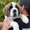 hobiethestbernard