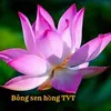 bongsenhongtvt