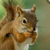 diggumsthesquirrel