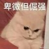qingcao__24