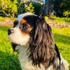 dashthecav