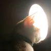 gduckki