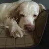 brunotheclumberspanial