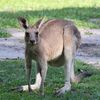 tyronisauris
