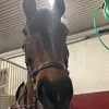equi_ip3