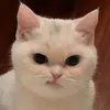 kirabb16