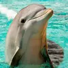 dolphin_19874