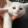 lunathewhitecutecat