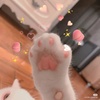 _paws1234