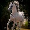 Horse Lover4