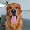 golden_teddy_retriever