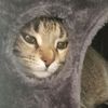 pastellepeach