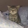 grumpykitties