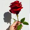 rosewardatene