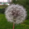 momo_0576