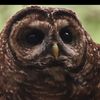 purple.owl1