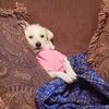 jampupper