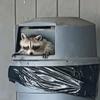 trashpanda_247