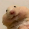 onhocuamatdao